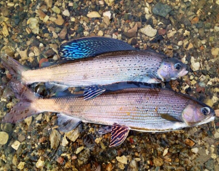 Хариус свежемороженый