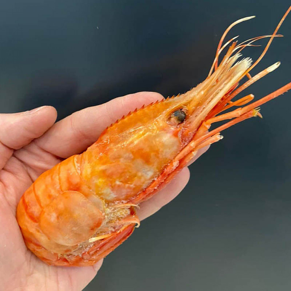 Креветка гребенчатая ботан