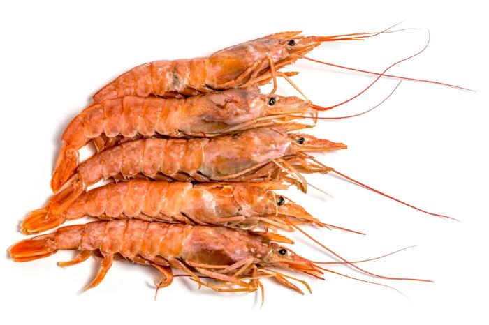 Лангустины аргентинские