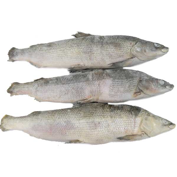 Муксун свежемороженый подледного вылова 2025