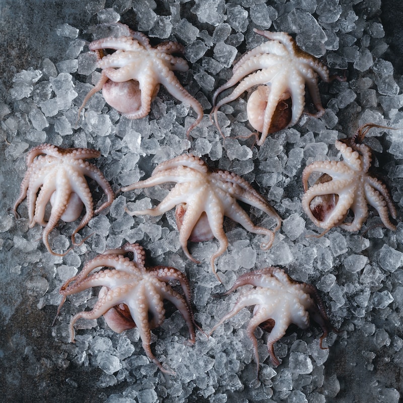 Осьминог мини свежемороженый